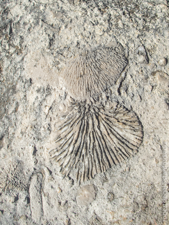 tsingy fossils